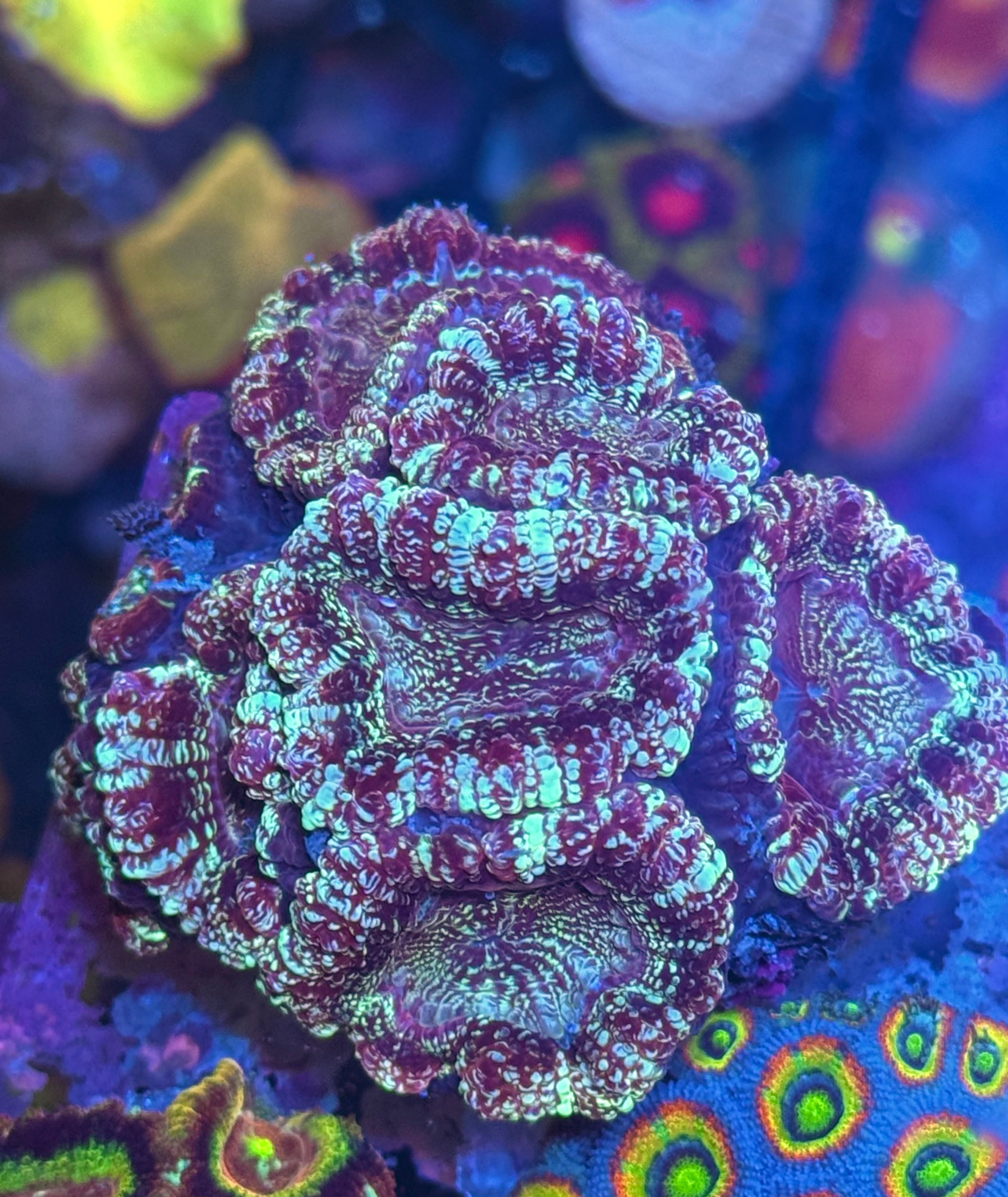 Acan Lord — Blue Glitter — Rare LPS Coral — UK Grown – Zoanation