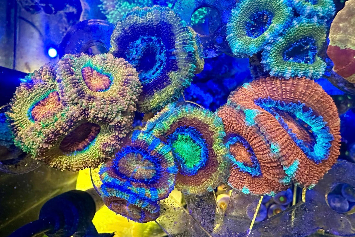 Acan Lord Husbandry (5 min read) — How to Keep Your Rainbow Acan Colourful (Aussie vs Indo Rainbow Acans)