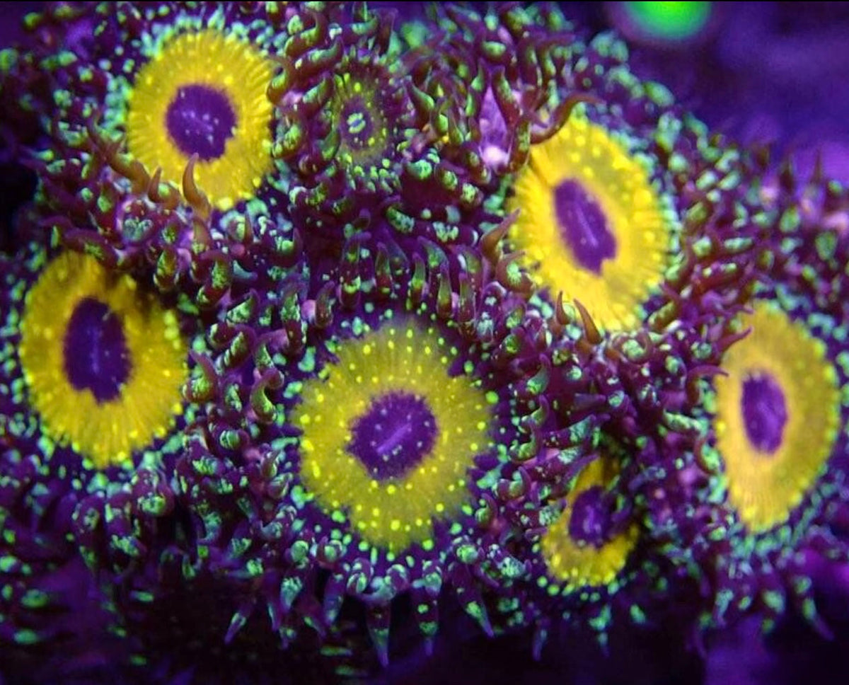 Zoa Husbandry Master Class Chapter 1: Basics (5 min read)  -- How to tell if your zoas are happy (Flow / Light / Parameters)