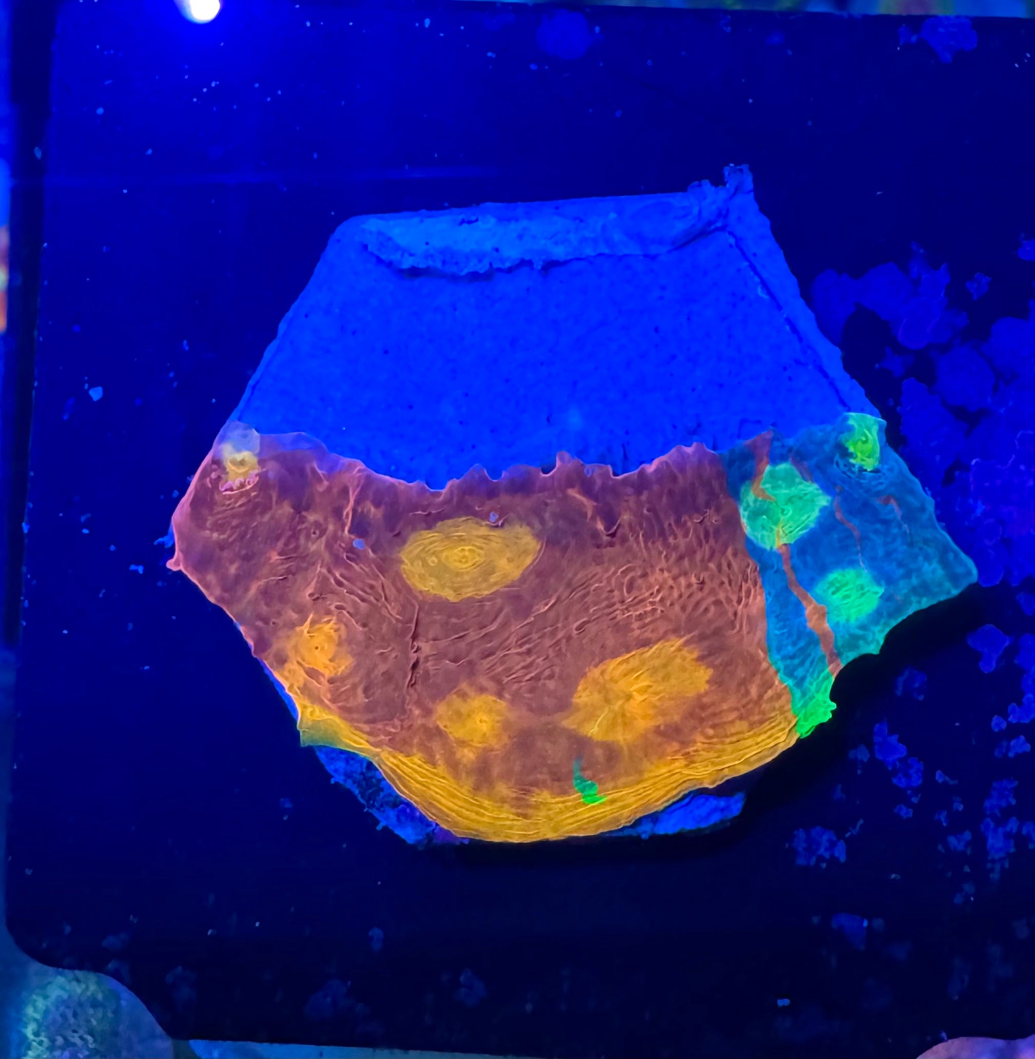 Jelly Bean Rainbow Chalice Frag— High End LPS Coral — UK Grown