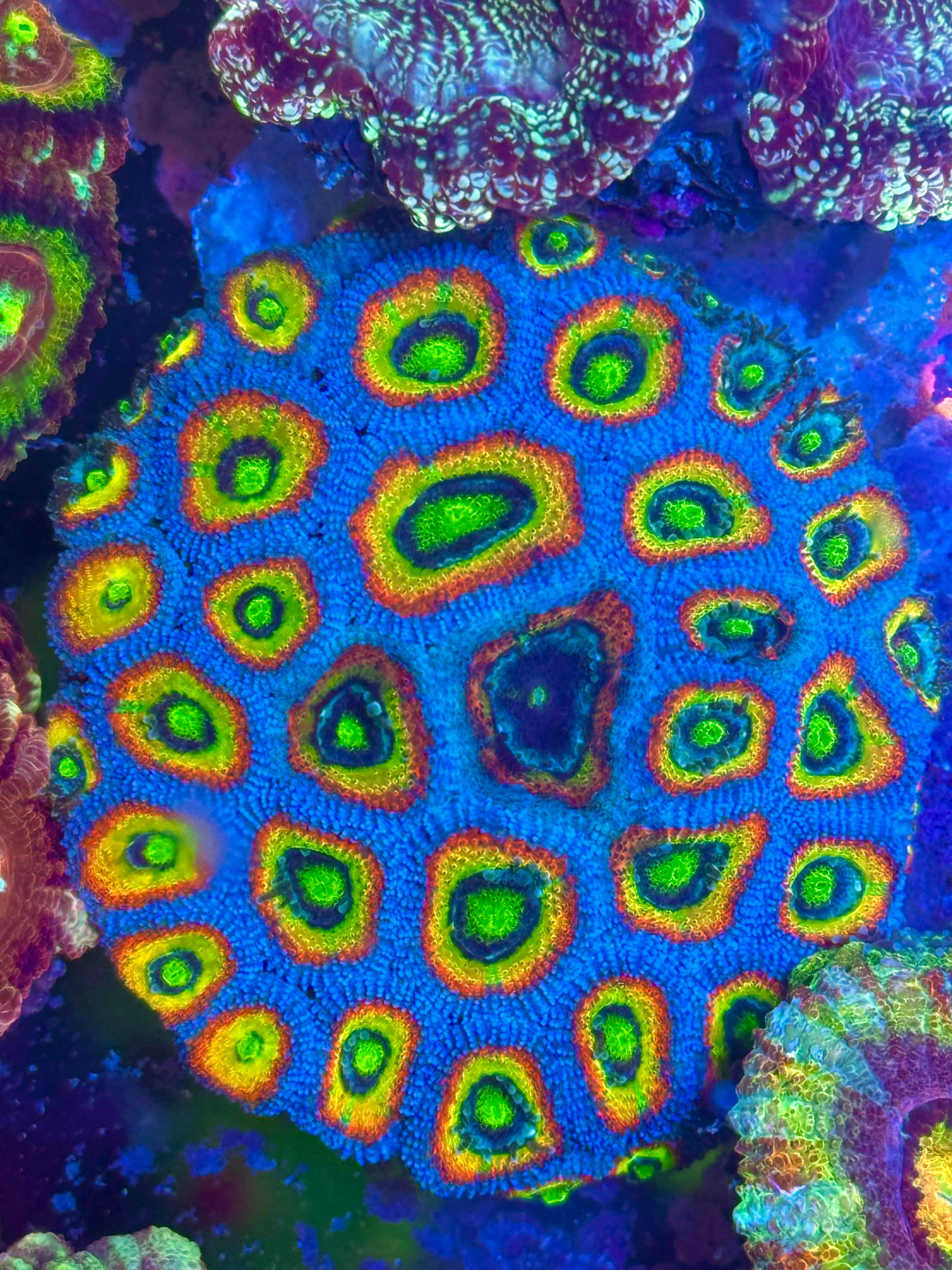 Holy Grail Micromussa — High End LPS Coral — UK Grown