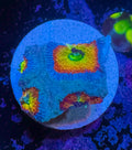 Holy Grail Micromussa — High End LPS Coral — UK Grown