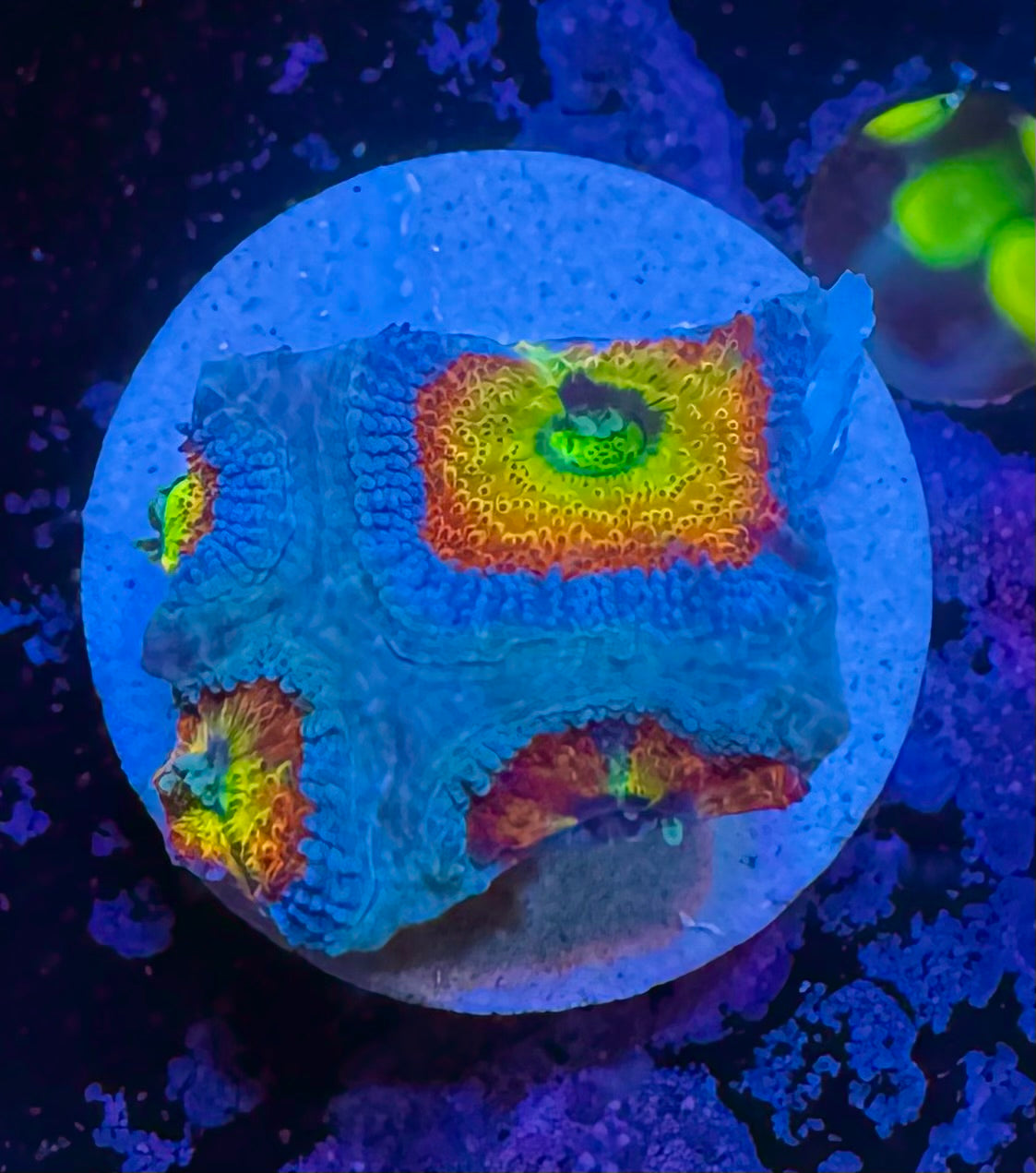 Holy Grail Micromussa — High End LPS Coral — UK Grown