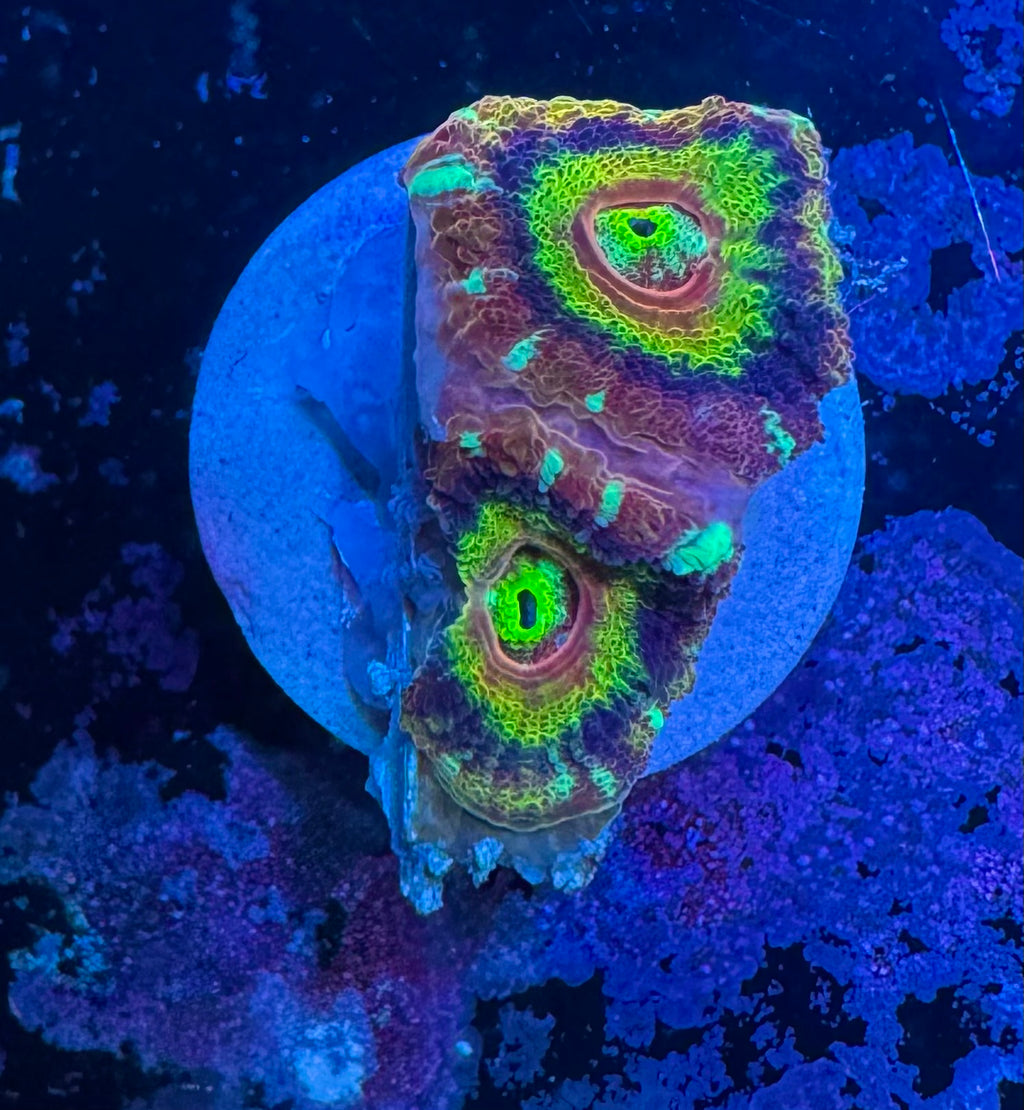 Peach Rainbow Acan Lord — High End LPS Coral — UK Grown