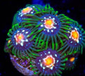 Daisy Cutter Zoa Frag (2-3 Polyps)– Rare Zoanthid – UK Grown