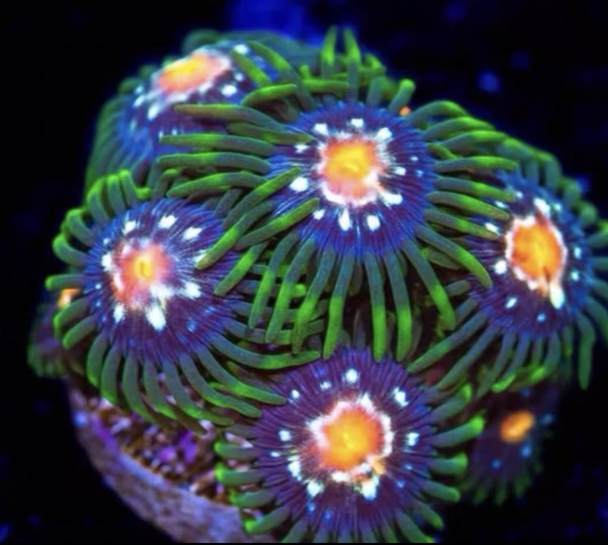Daisy Cutter Zoa Frag (2-3 Polyps)– Rare Zoanthid – UK Grown