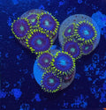 ZOI Zoa Frag (4-5 Polyps)– Zoanthid – UK Grown