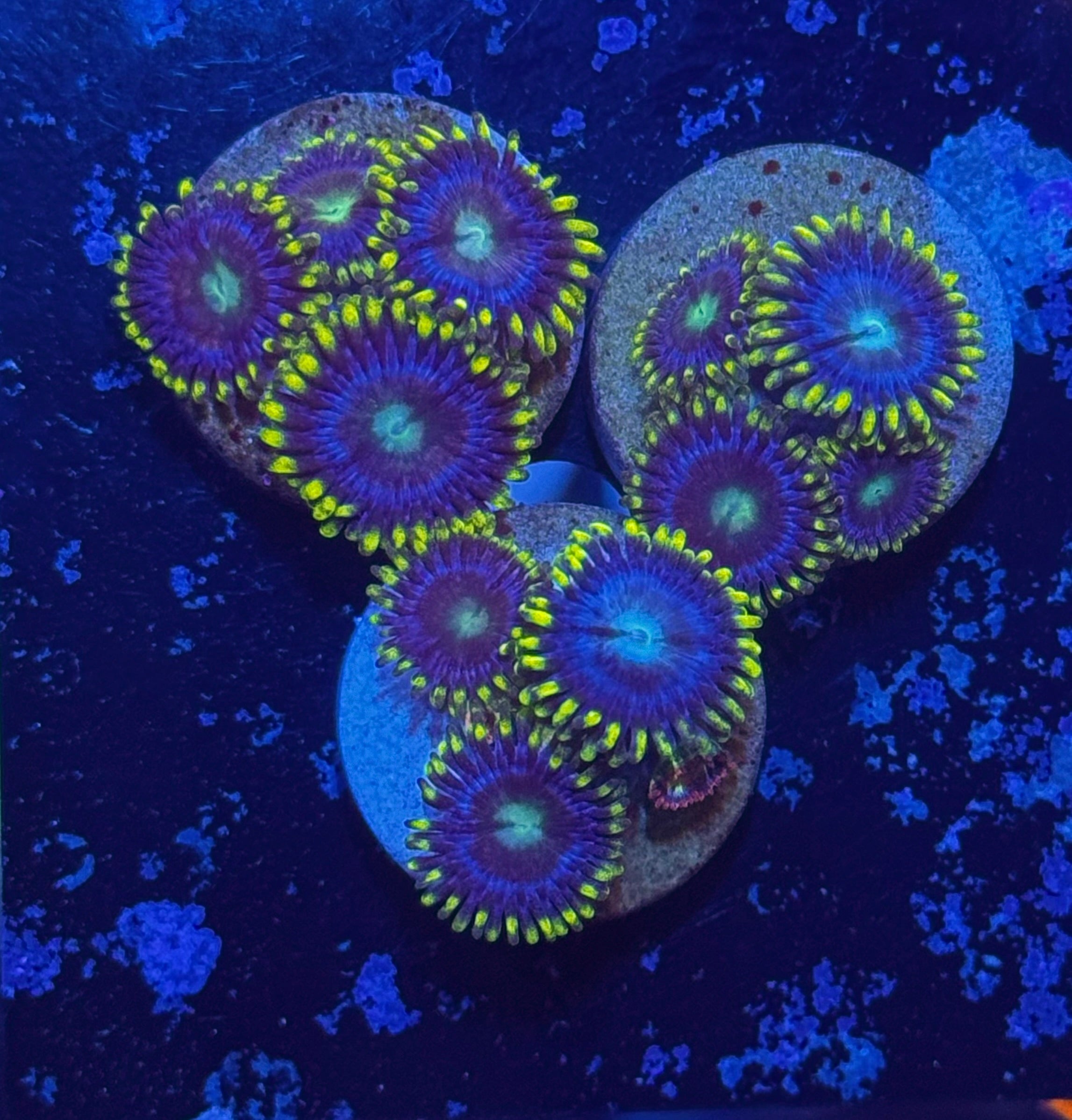ZOI Zoa Frag (4-5 Polyps)– Zoanthid – UK Grown