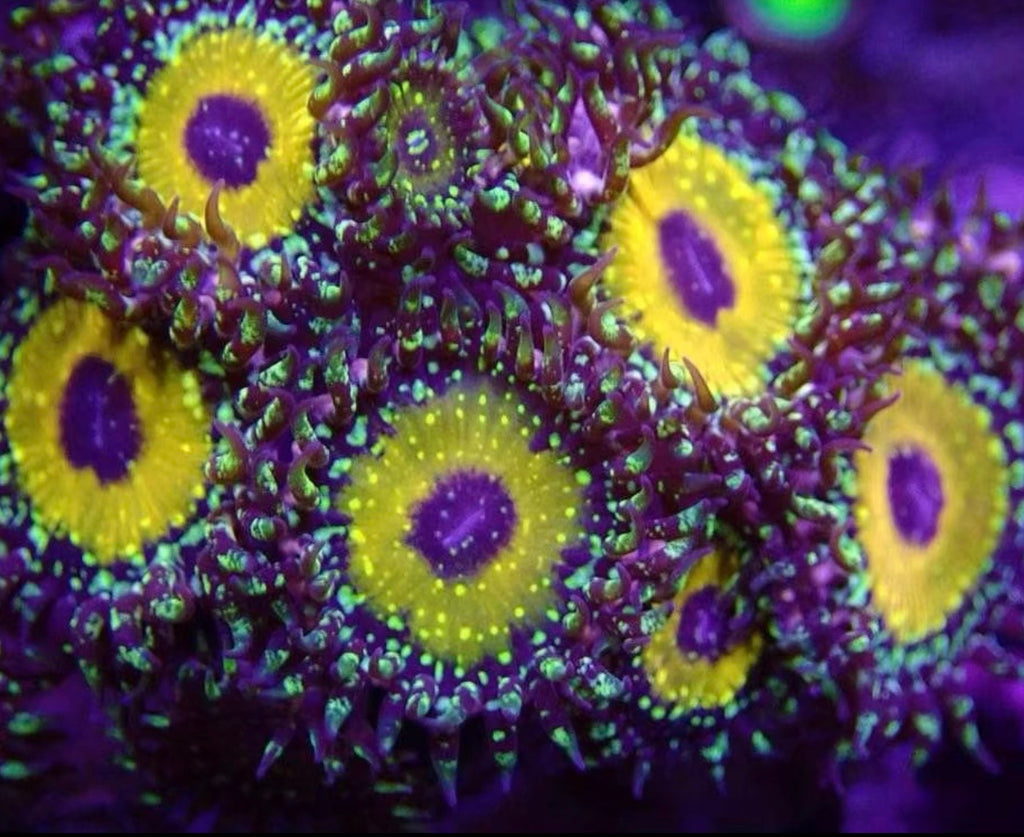 Godbeast Zoa Frag – High End Zoanthid – UK Grown