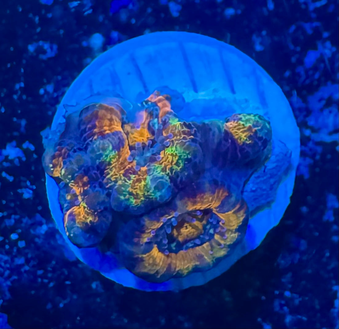 Acan Lord — Red and Blue — WYSIWYG — LPS Coral — UK Grown — 4 heads