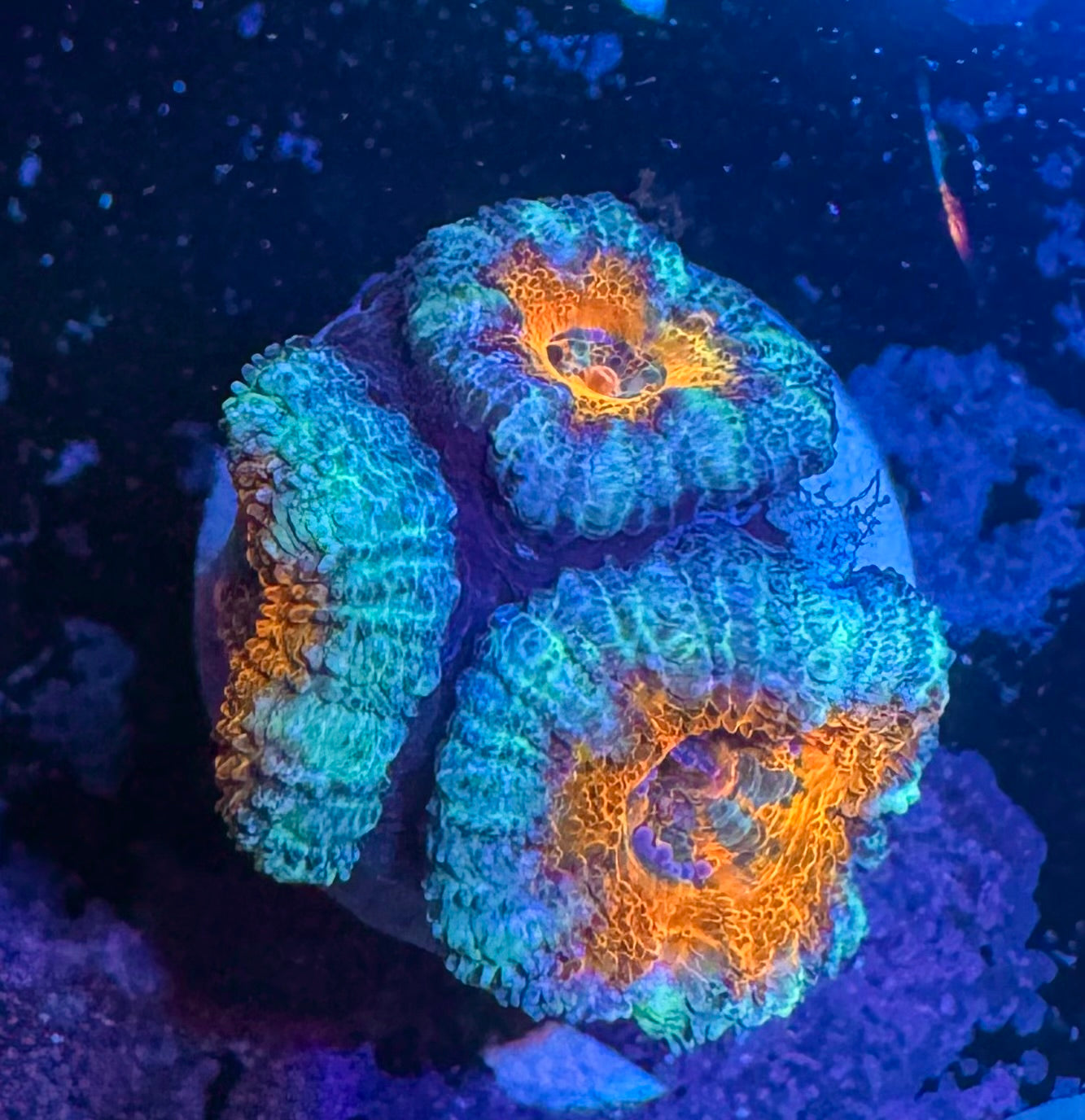 Red and Blue Acan Lord — Rare LPS Coral — UK Grown