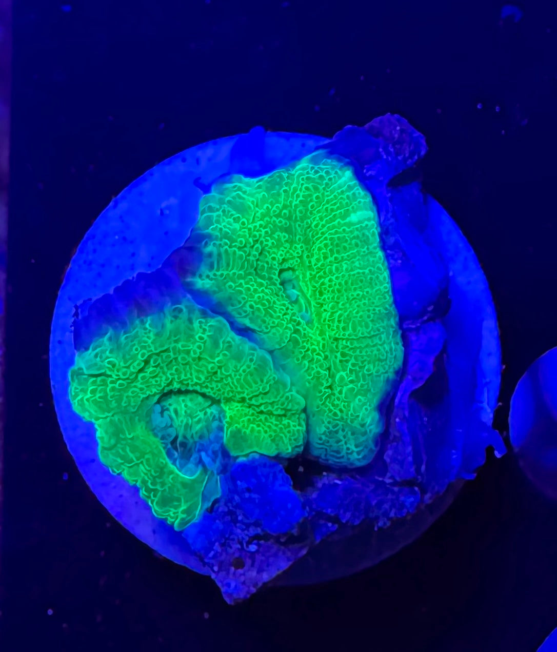 Toxic Green Acan Bowerbanki — Rare LPS Coral