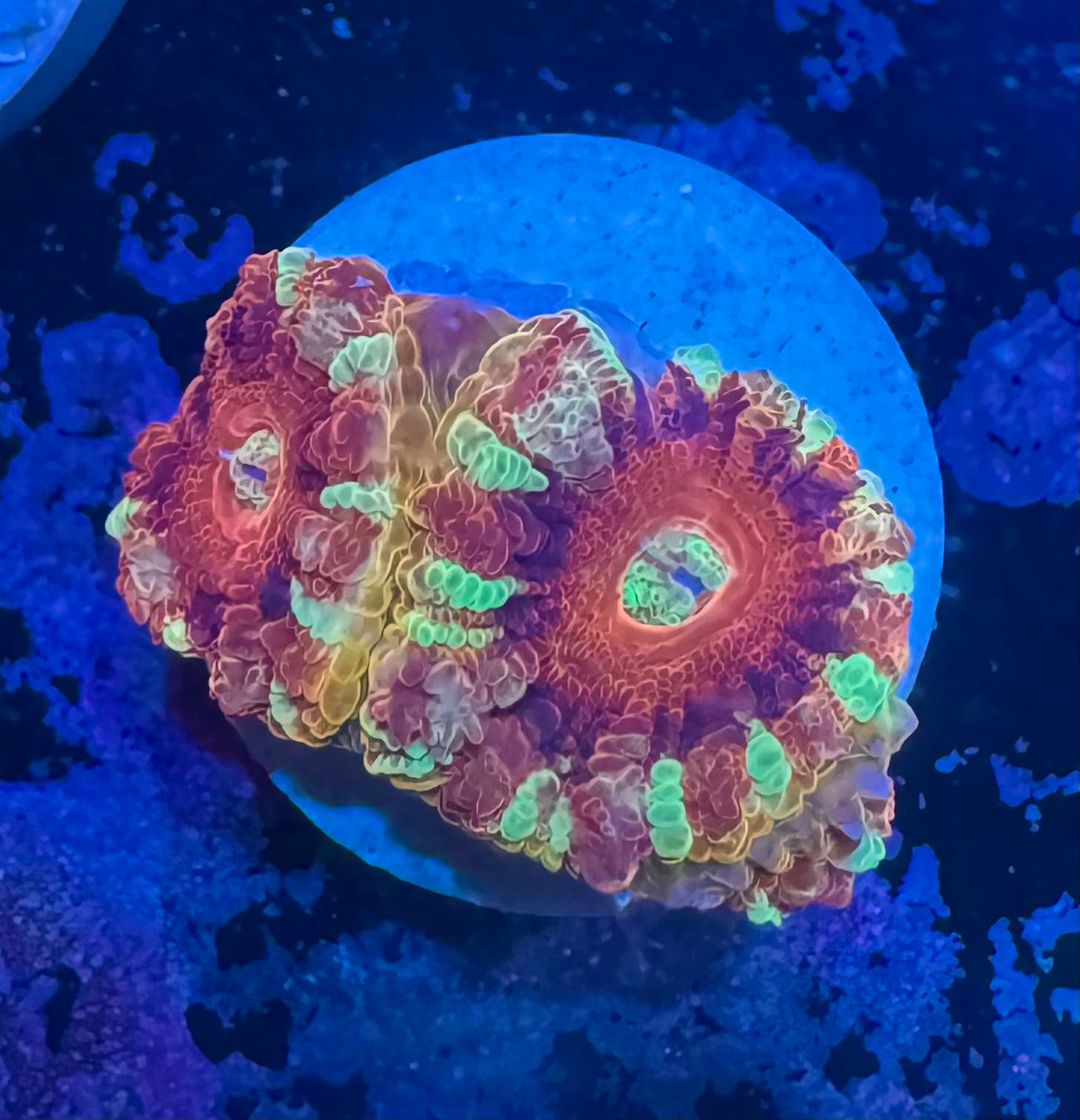 Gold and Red Acan Lord — Rare LPS Coral — UK Grown