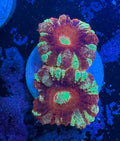 Gold and Red Acan Lord — Rare LPS Coral — UK Grown
