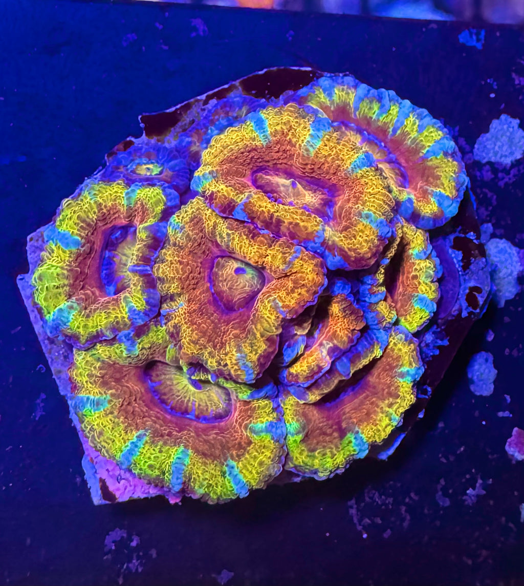 Master Grade Rainbow Acan Lord — High End LPS Coral — UK Grown