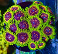 Hallucination Zoa - High End Zoanthid – UK Grown