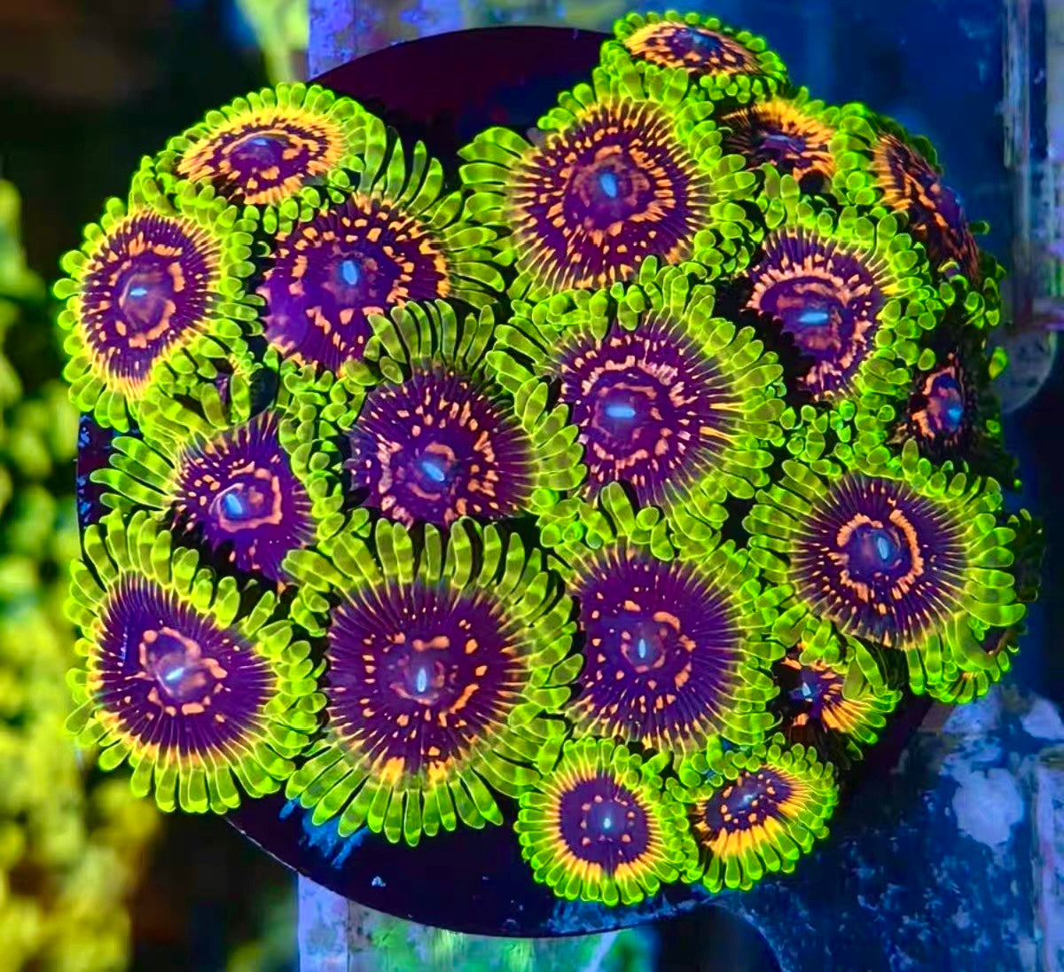 Hallucination Zoa - High End Zoanthid – UK Grown
