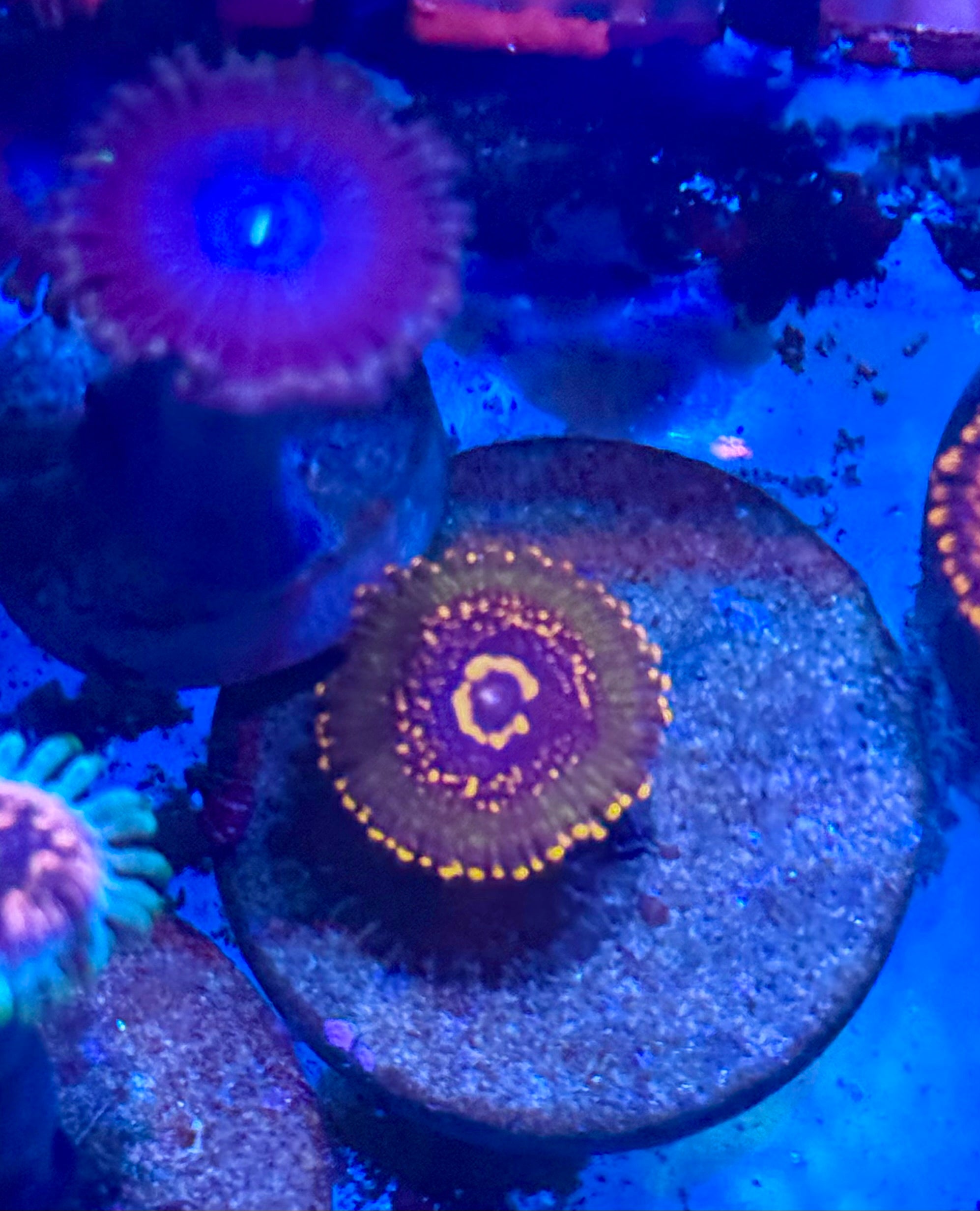 JF Azz Krak Zoa Frag — WYSIWYG – High End Zoanthid – UK Grown