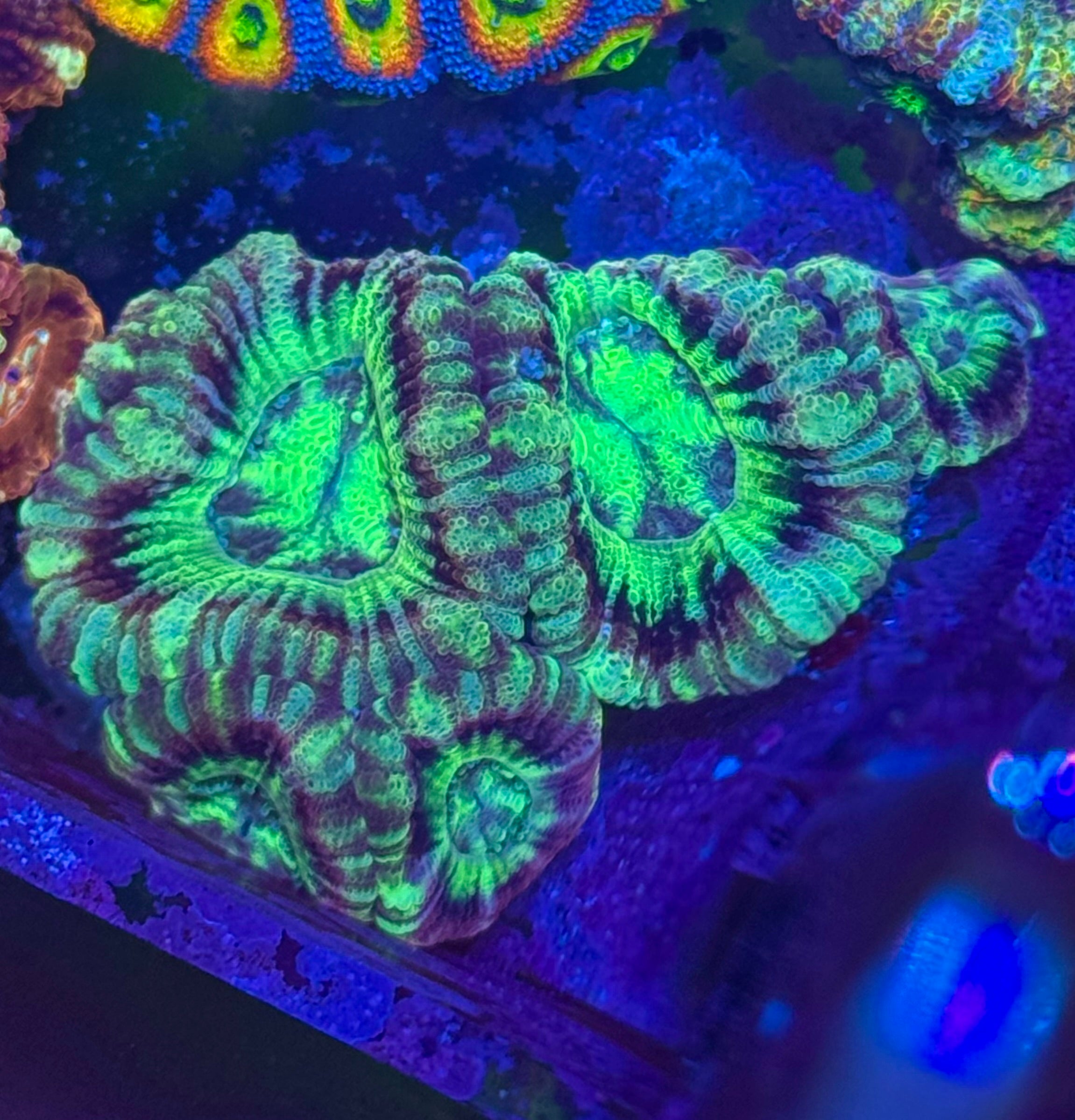 Acan Lord — Green Radial — Rare LPS Coral — UK Grown (Copy)