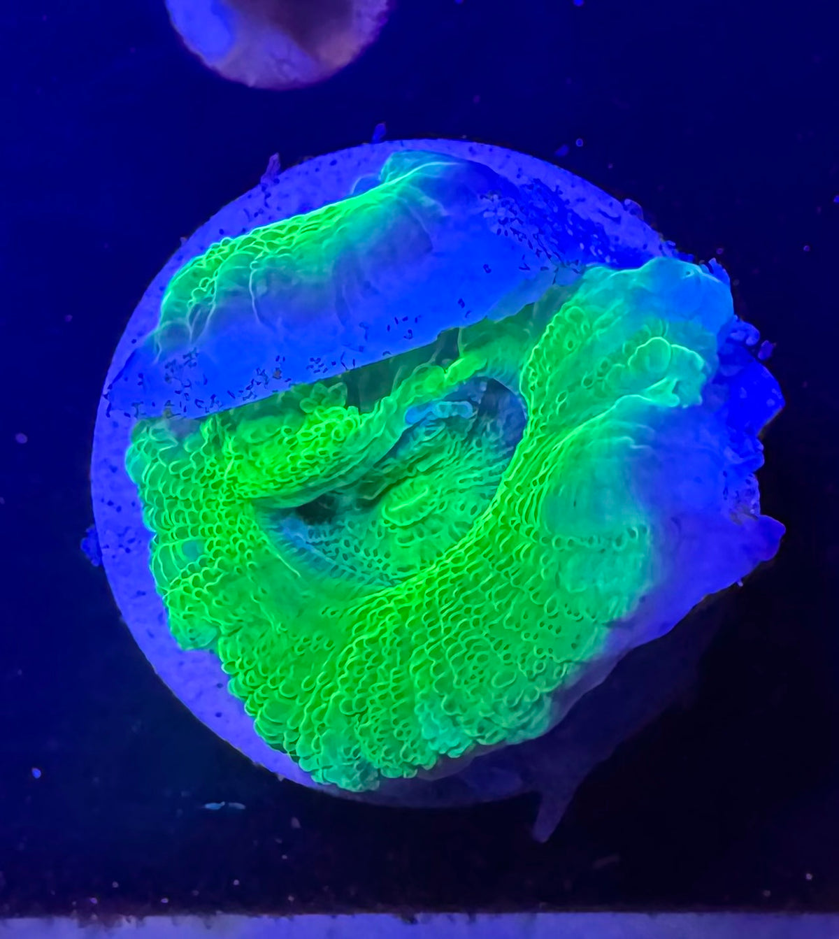 Toxic Green Acan Bowerbanki — Rare LPS Coral