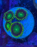 Radioactive Dragon Eye Zoa Frag (3Polyps+)– Zoanthid – UK Grown