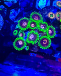 Scarlet Fever Zoa Frag (2 polyps+) – High End Zoanthid – UK Grown