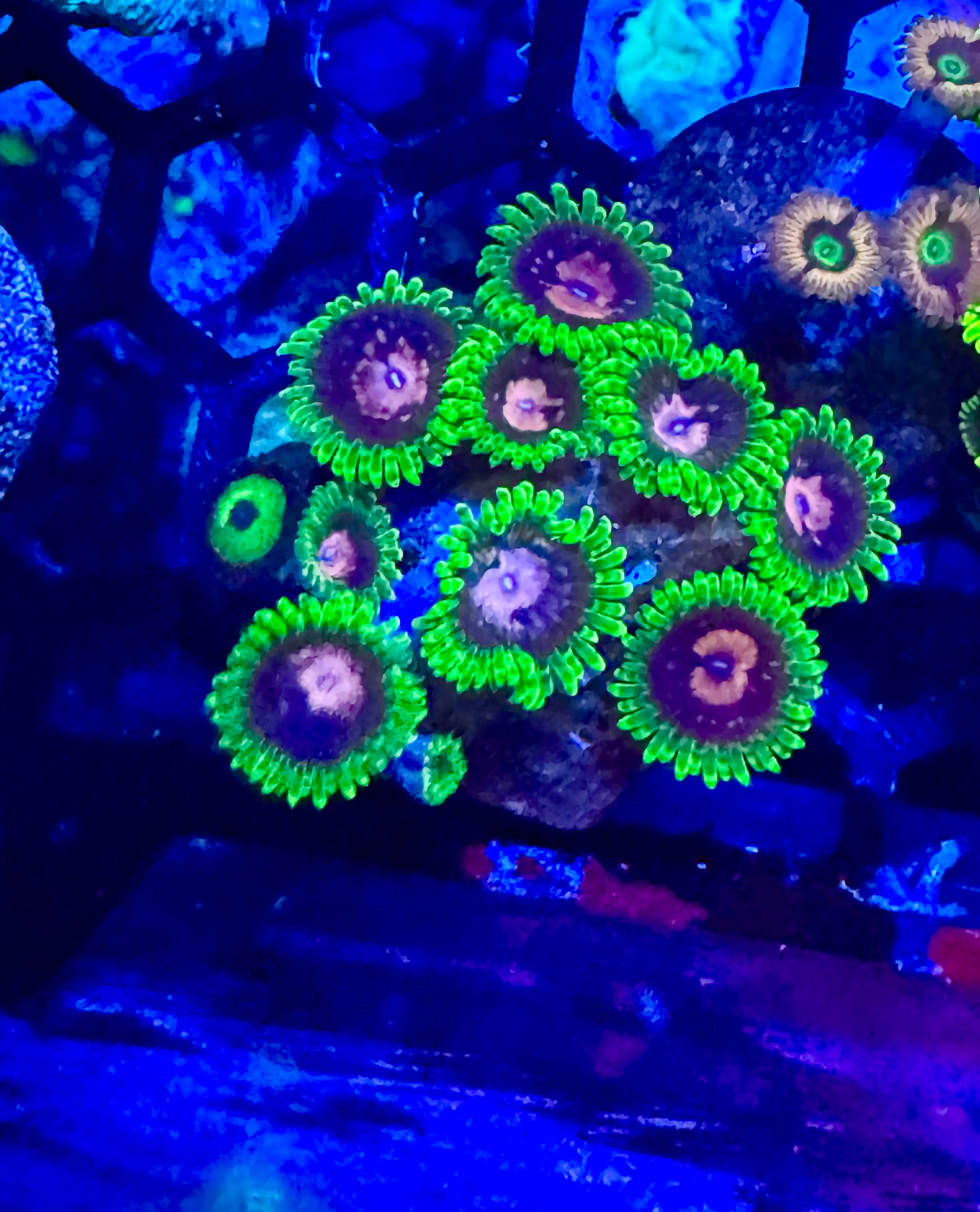 Scarlet Fever Zoa Frag (2 polyps+) – High End Zoanthid – UK Grown