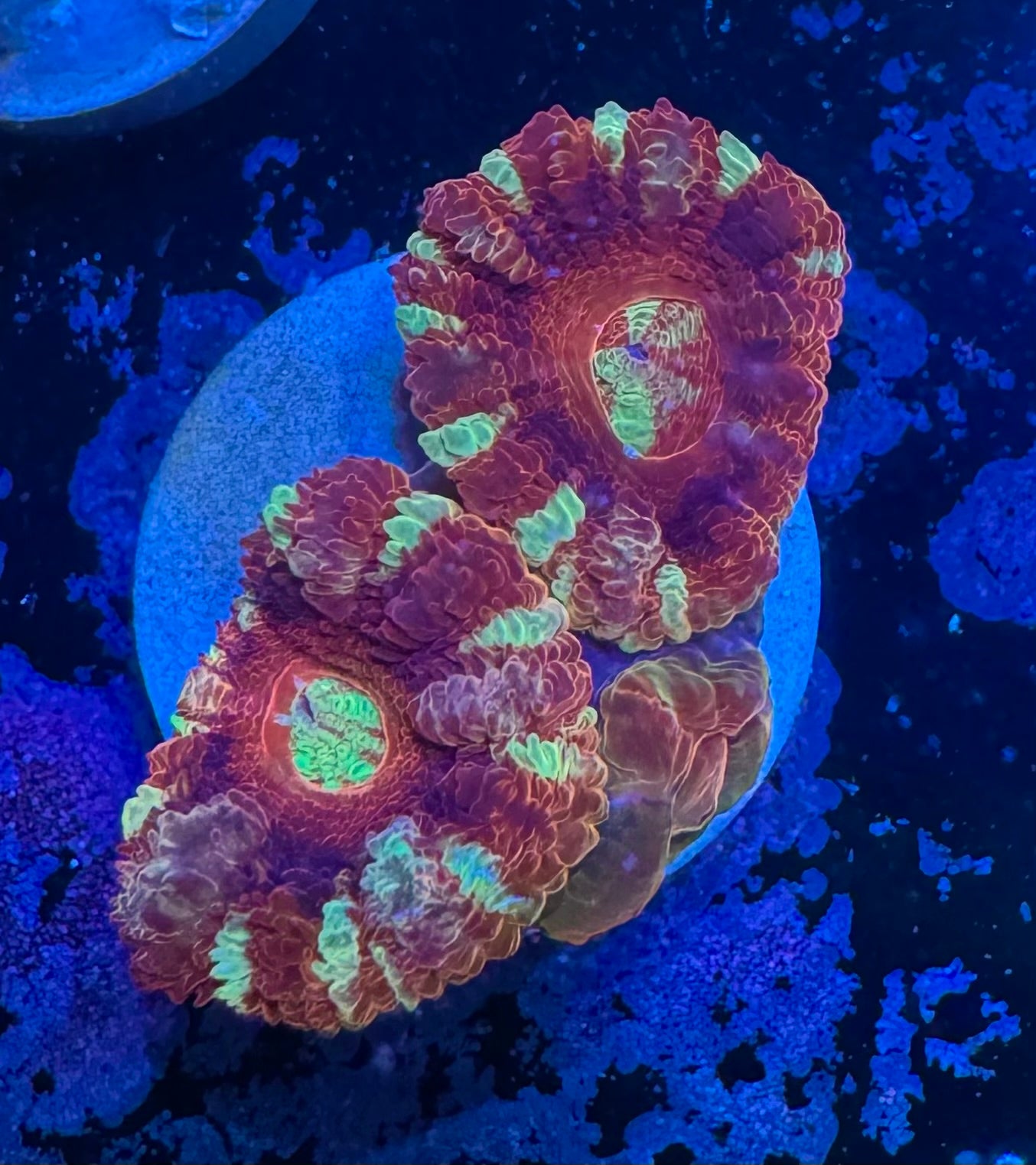 Gold and Red Acan Lord — Rare LPS Coral — UK Grown