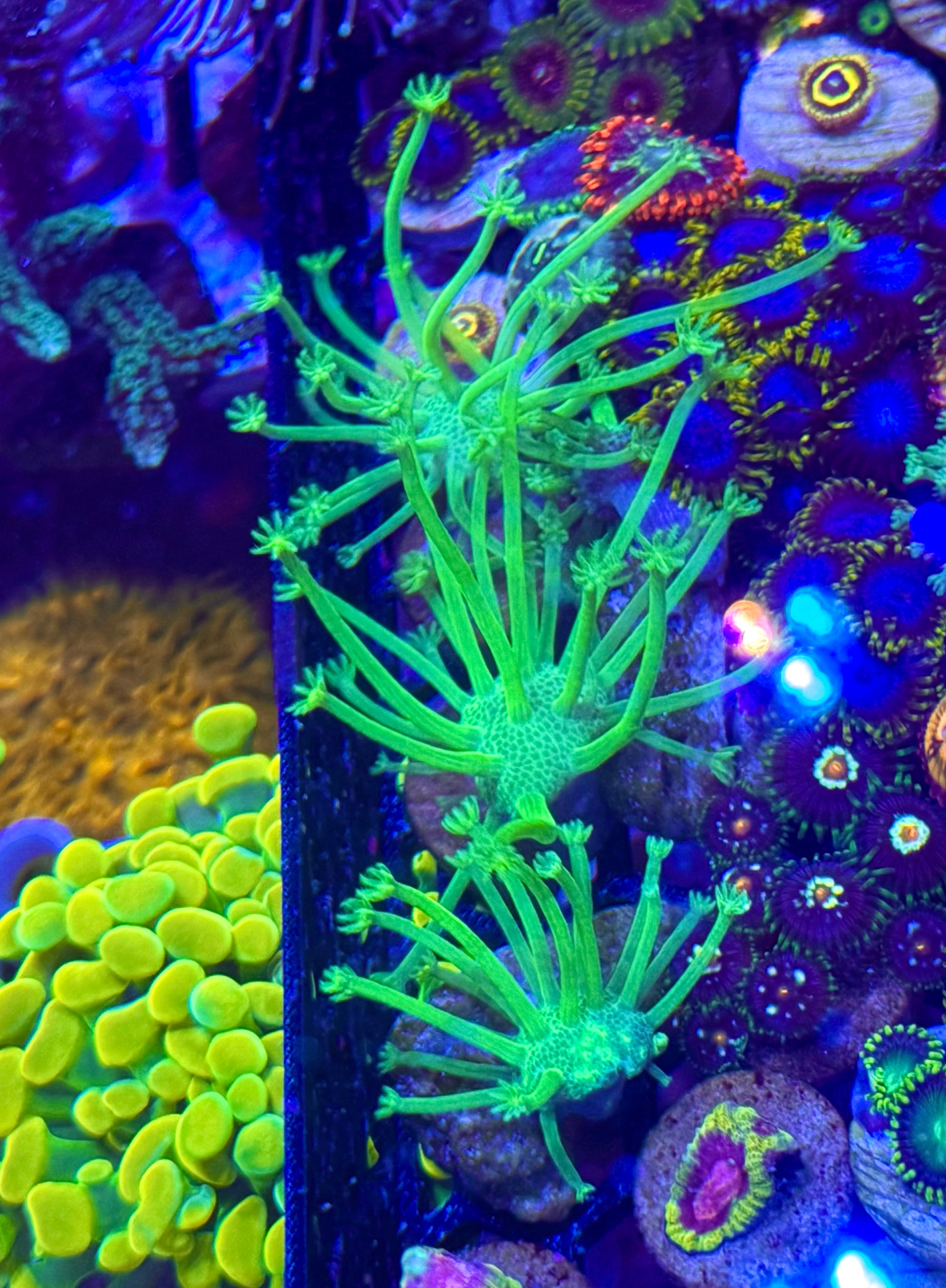 Japanese Deep Water Toadstool Small Frag — High End Soft Coral — UK Grown