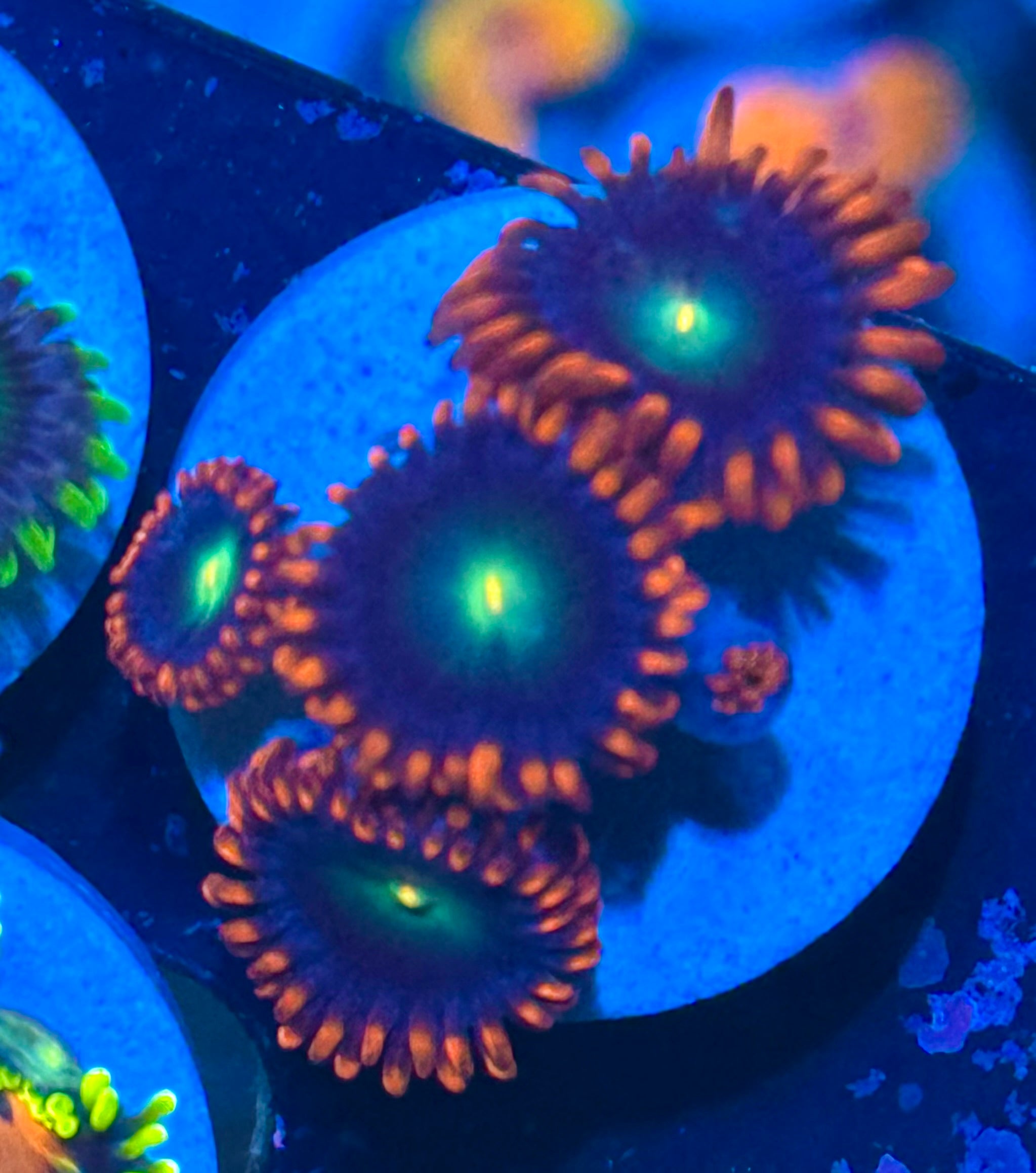 Punk Rocker Zoa Frag (2 Polyps+)– Zoanthid – UK Grown