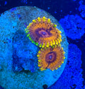 Burning Ember Zoa Frag – 2-3 Polyps - High End Zoanthid – UK Grown