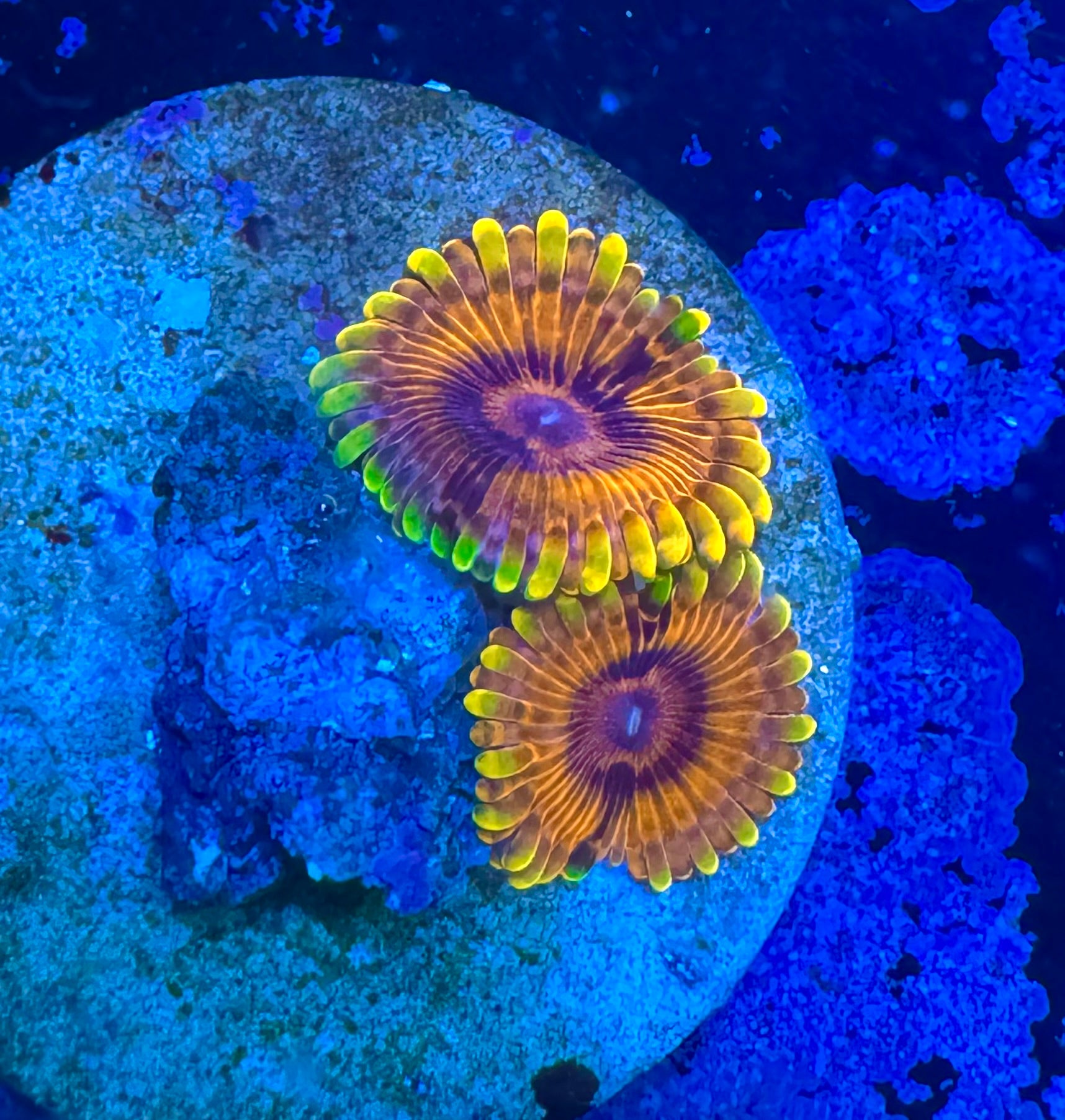 Burning Ember Zoa Frag – 2-3 Polyps - High End Zoanthid – UK Grown
