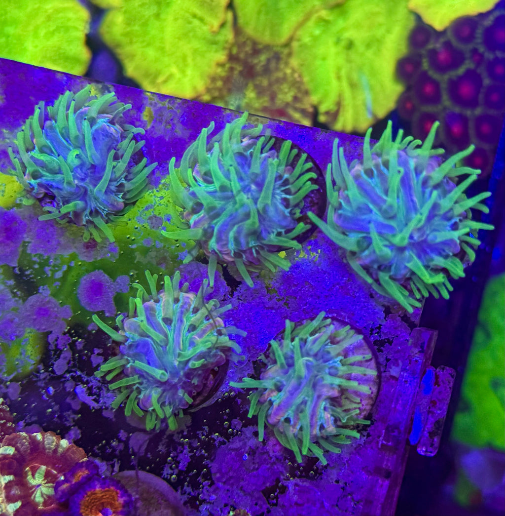 Rainbow Fungia — Rare LPS Coral — UK Grown
