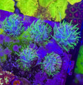 Rainbow Fungia — Rare LPS Coral — UK Grown