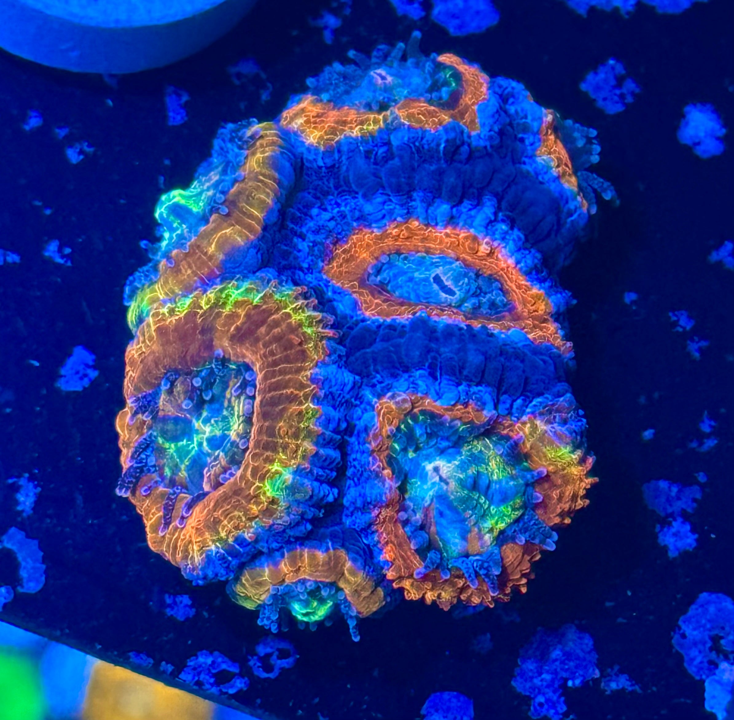 Acan Lord — Rainbow Centre — WYSIWYG — Rare LPS Coral — UK Grown