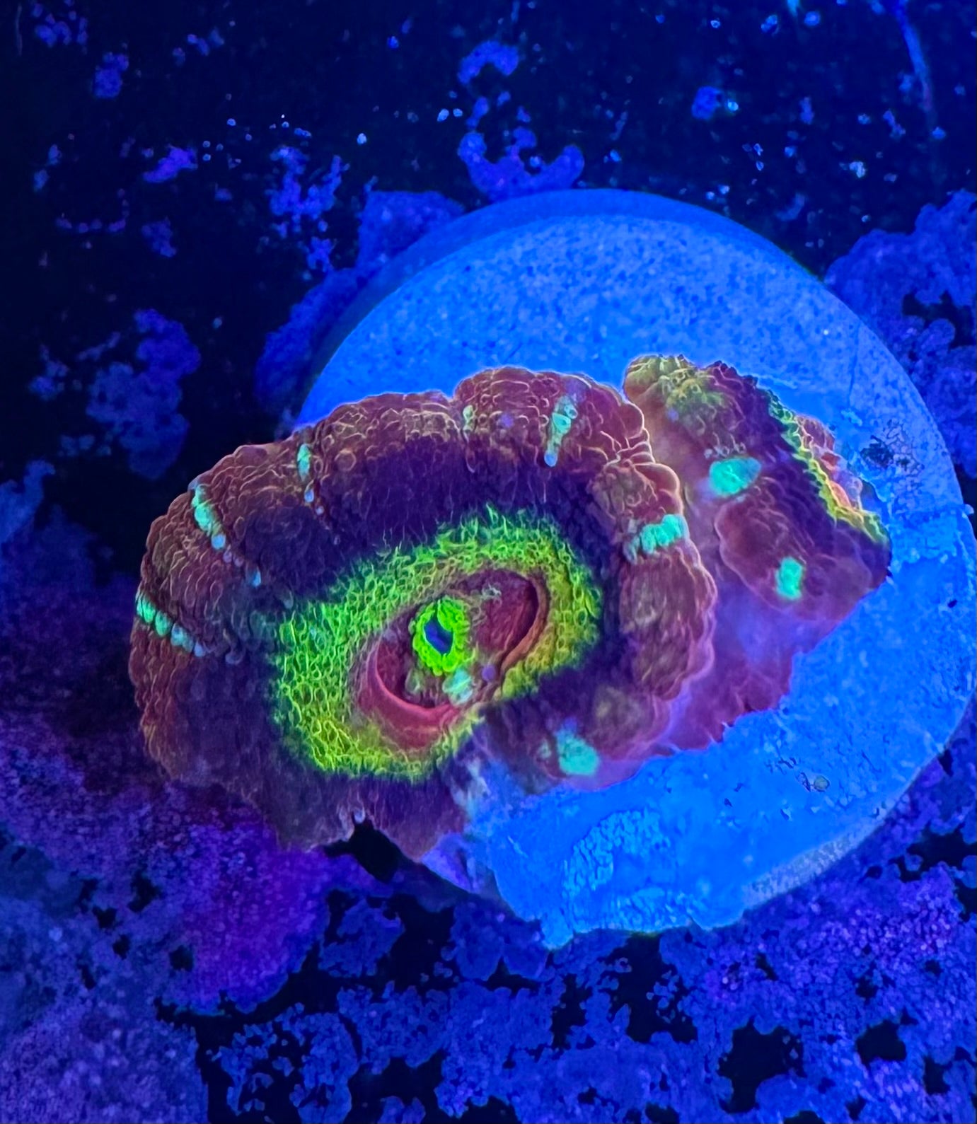 Peach Rainbow Acan Lord — High End LPS Coral — UK Grown