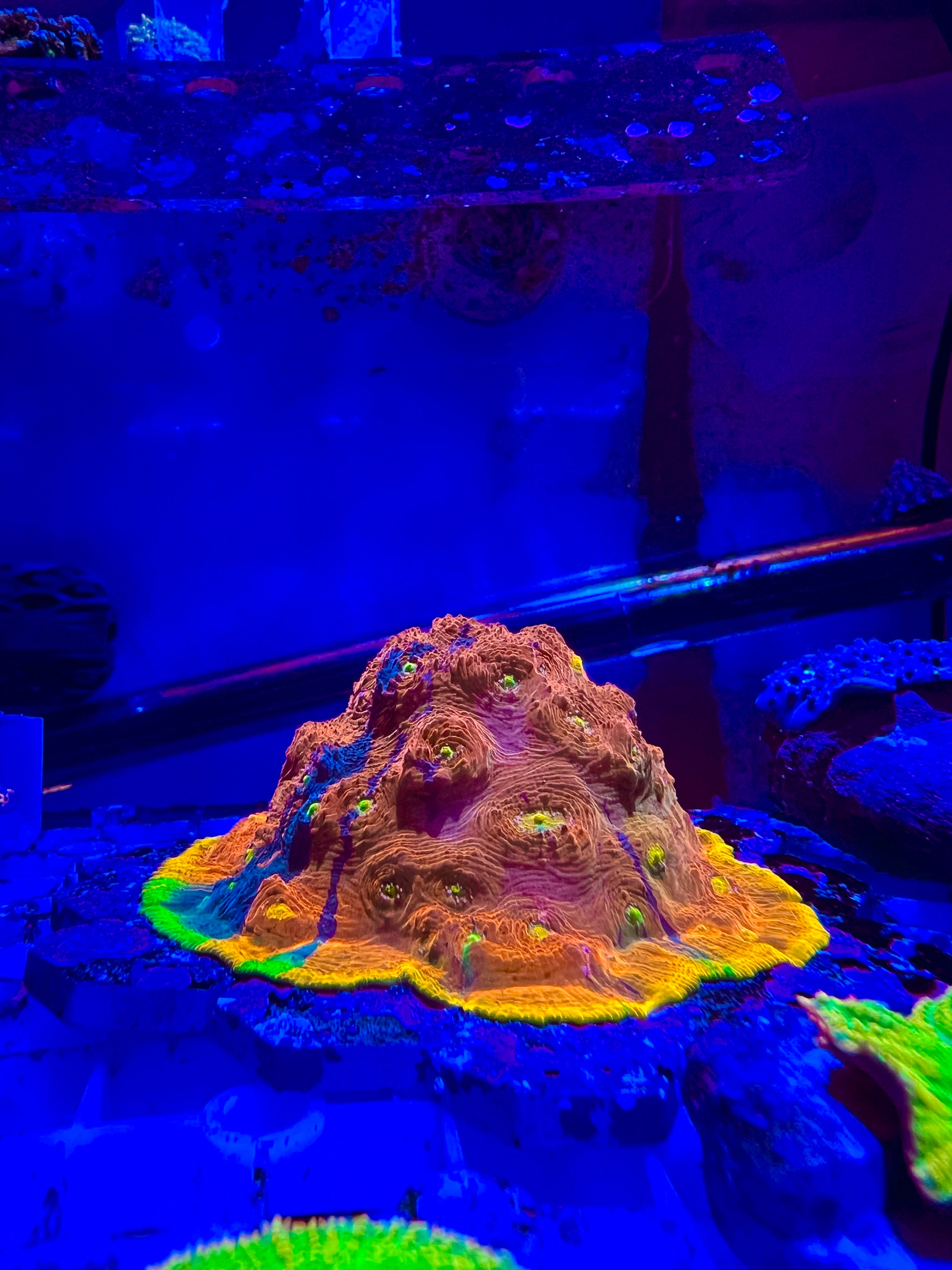 Jelly Bean Rainbow Chalice Frag— High End LPS Coral — UK Grown