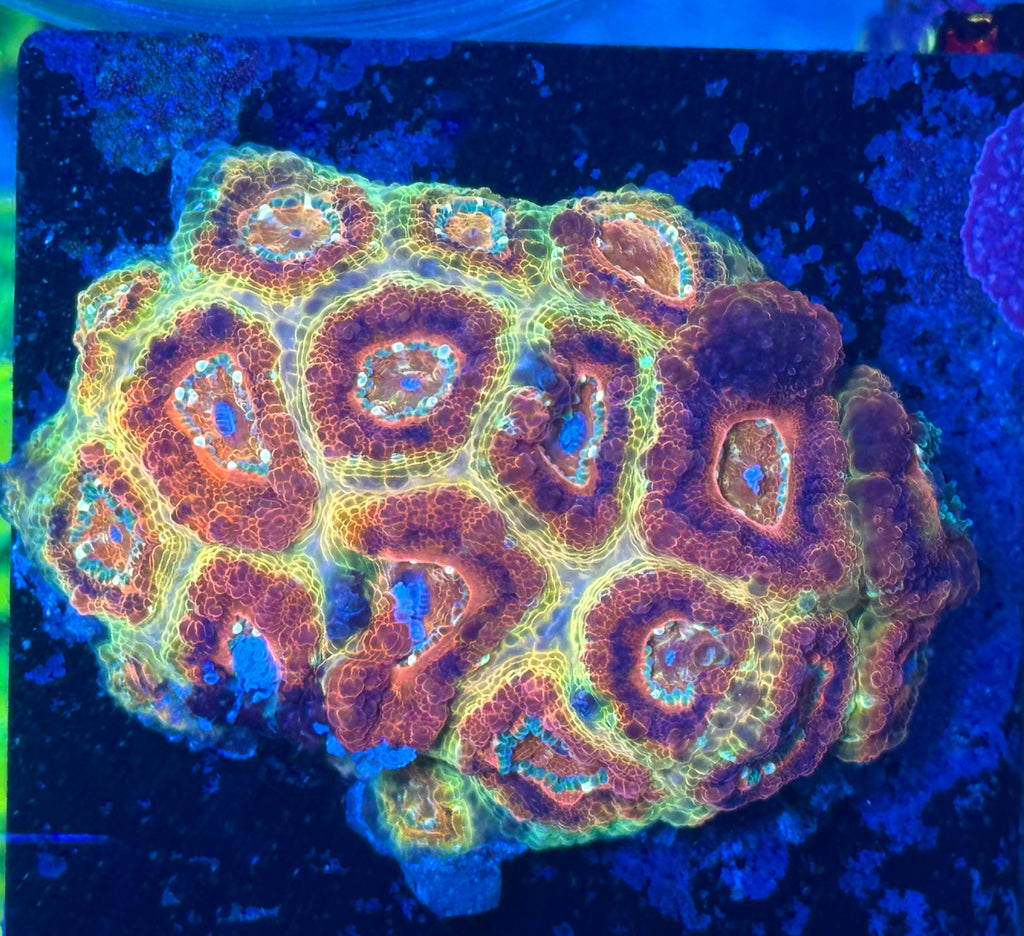 Maroon and Yellow Acan Lord — Rare LPS Coral — UK Grown