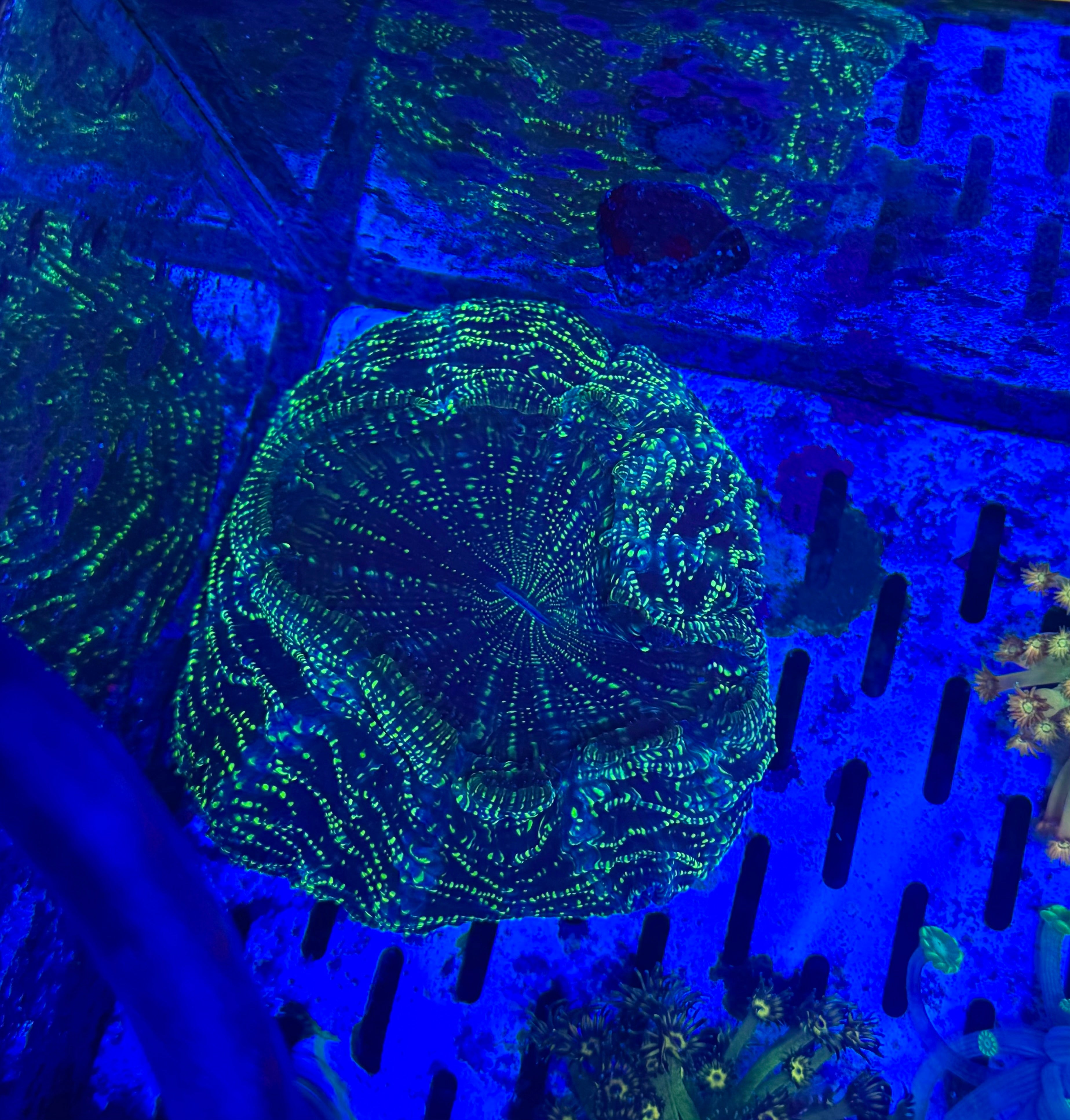 Acanthophyllia(Collection Only) — Green Glitter — WYSIWYG — High End LPS Coral