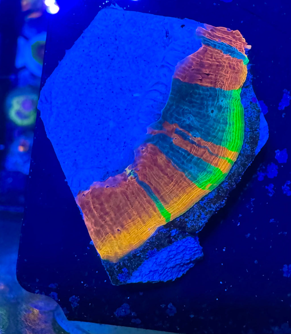 Jelly Bean Rainbow Chalice Frag— High End LPS Coral — UK Grown