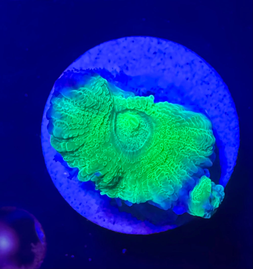 Toxic Green Acan Bowerbanki — Rare LPS Coral
