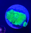 Toxic Green Acan Bowerbanki — Rare LPS Coral
