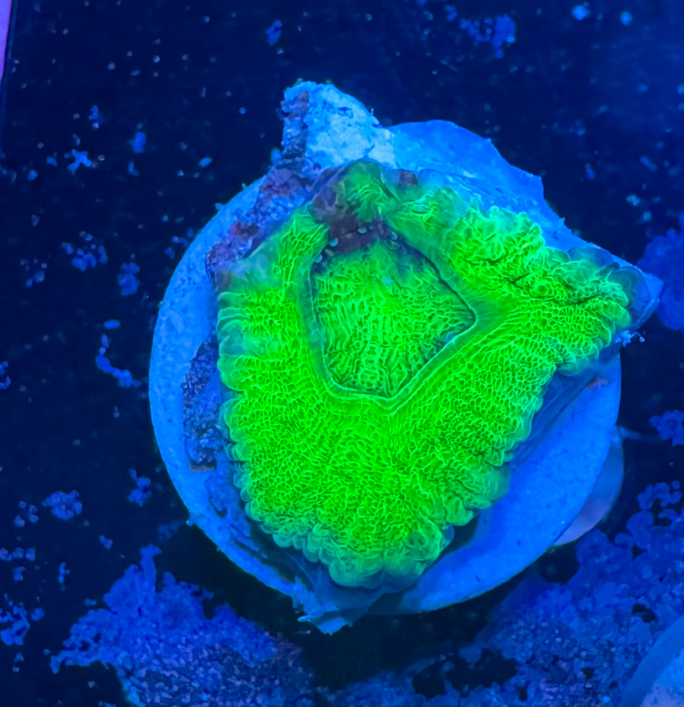 Toxic Green Acan Bowerbanki — Rare LPS Coral