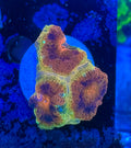 Maroon and Yellow Acan Lord — Rare LPS Coral — UK Grown