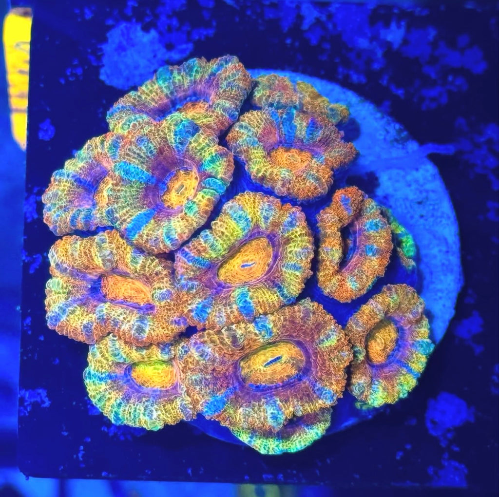 Master Grade Rainbow Acan Lord — High End LPS Coral — UK Grown