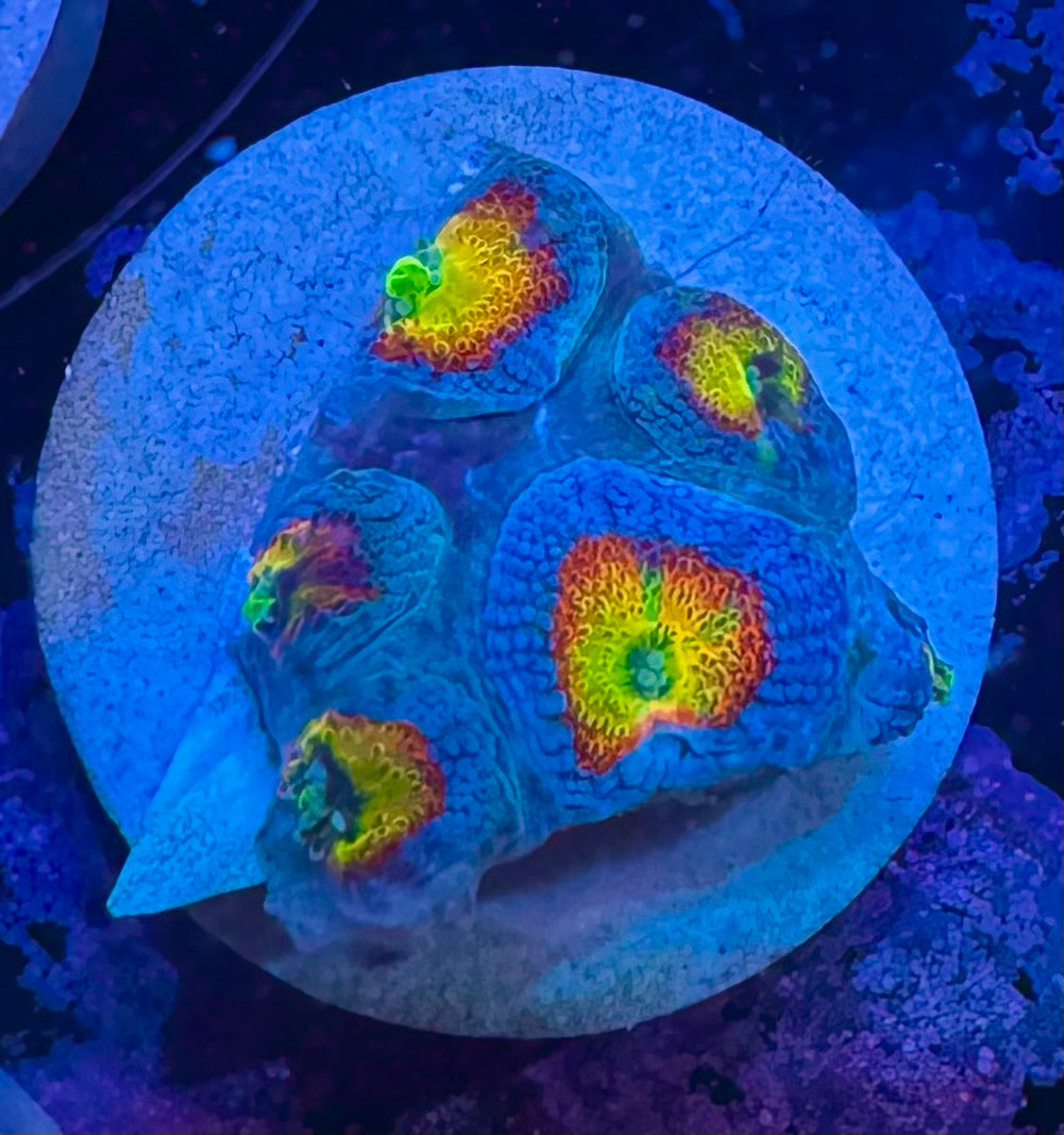 Holy Grail Micromussa — High End LPS Coral — UK Grown