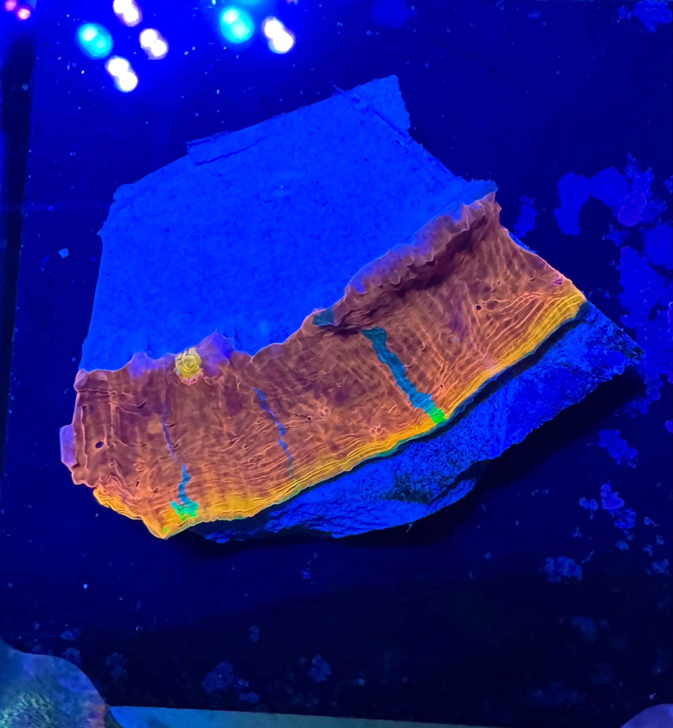 Jelly Bean Rainbow Chalice Frag— High End LPS Coral — UK Grown