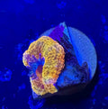 Master Grade Rainbow Acan Lord — High End LPS Coral — UK Grown
