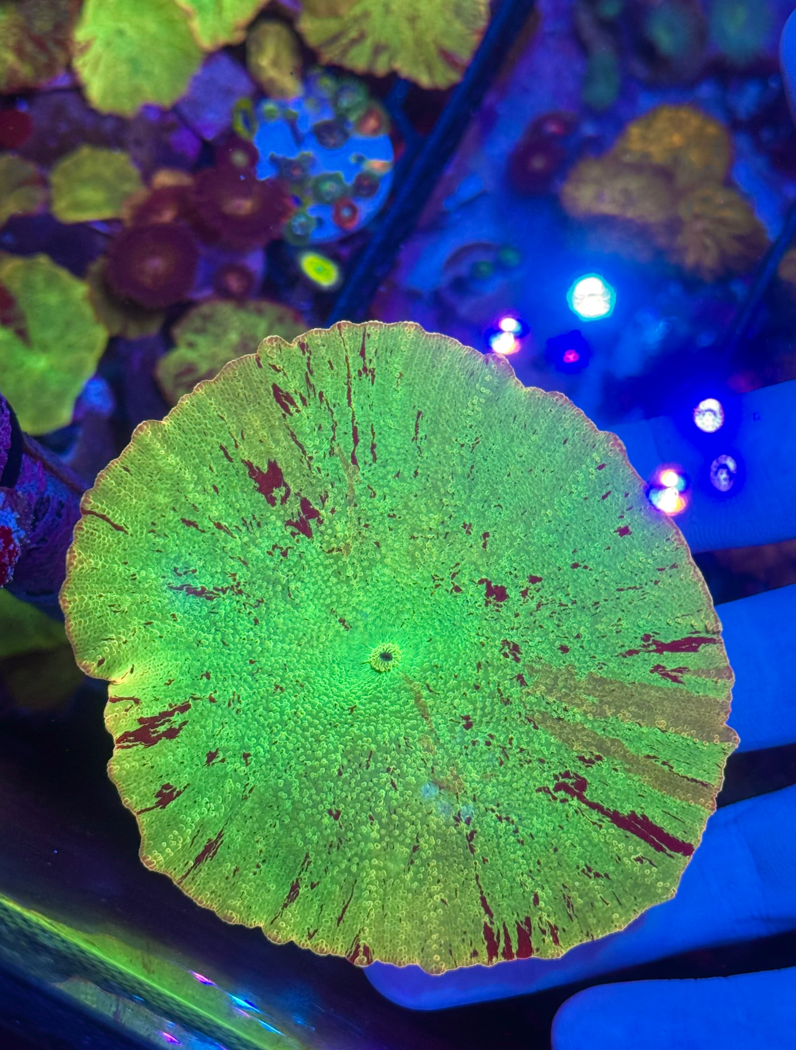 Eclectus Jawbreaker Mushroom – True Rainbow – WYSIWYG – UK Grown