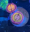 Sakura Sunrise Zoa Frag (2-3 Polyps)– Rare Zoanthid – UK Grown